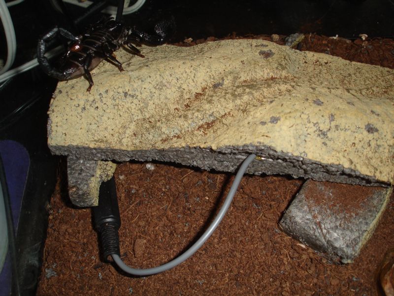 scorpcontactmic